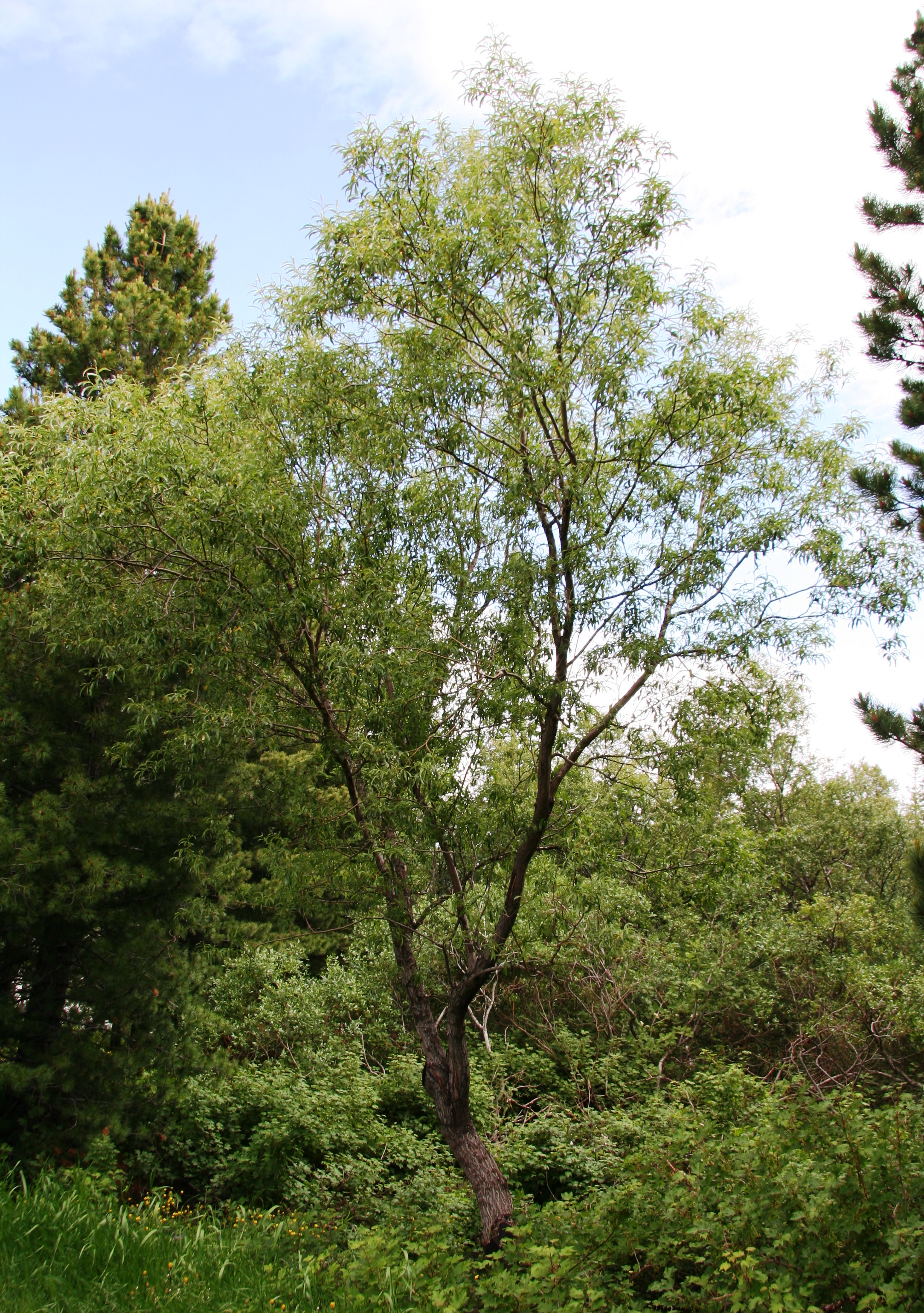 þingvíðir MörkHall.JPG